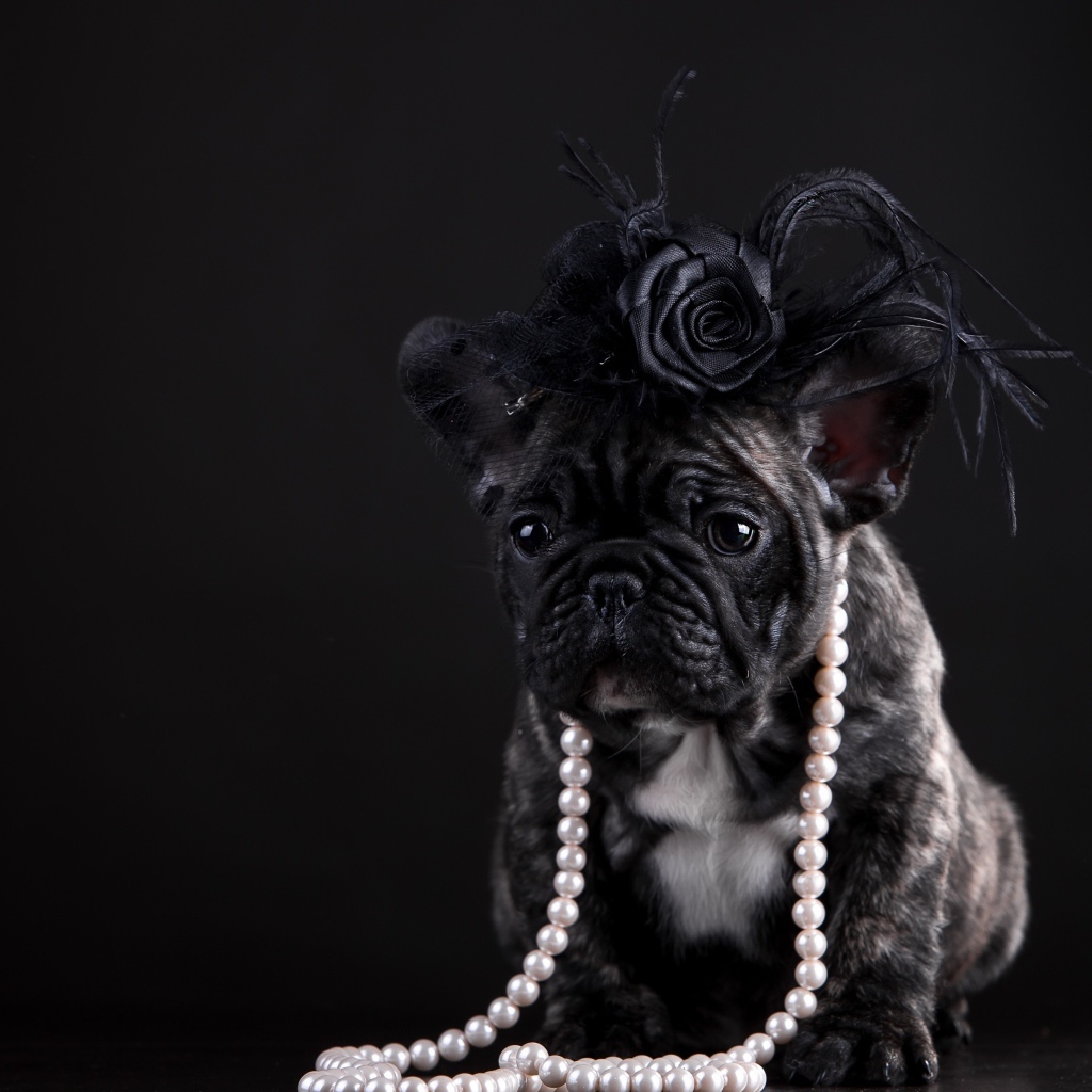 Щенок французского бульдога в бусах и шляпке