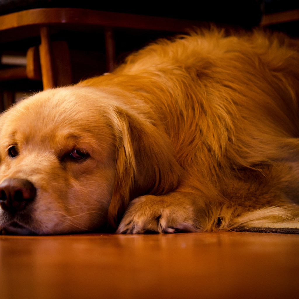 Грустный золотистый ретривер лежит под столом