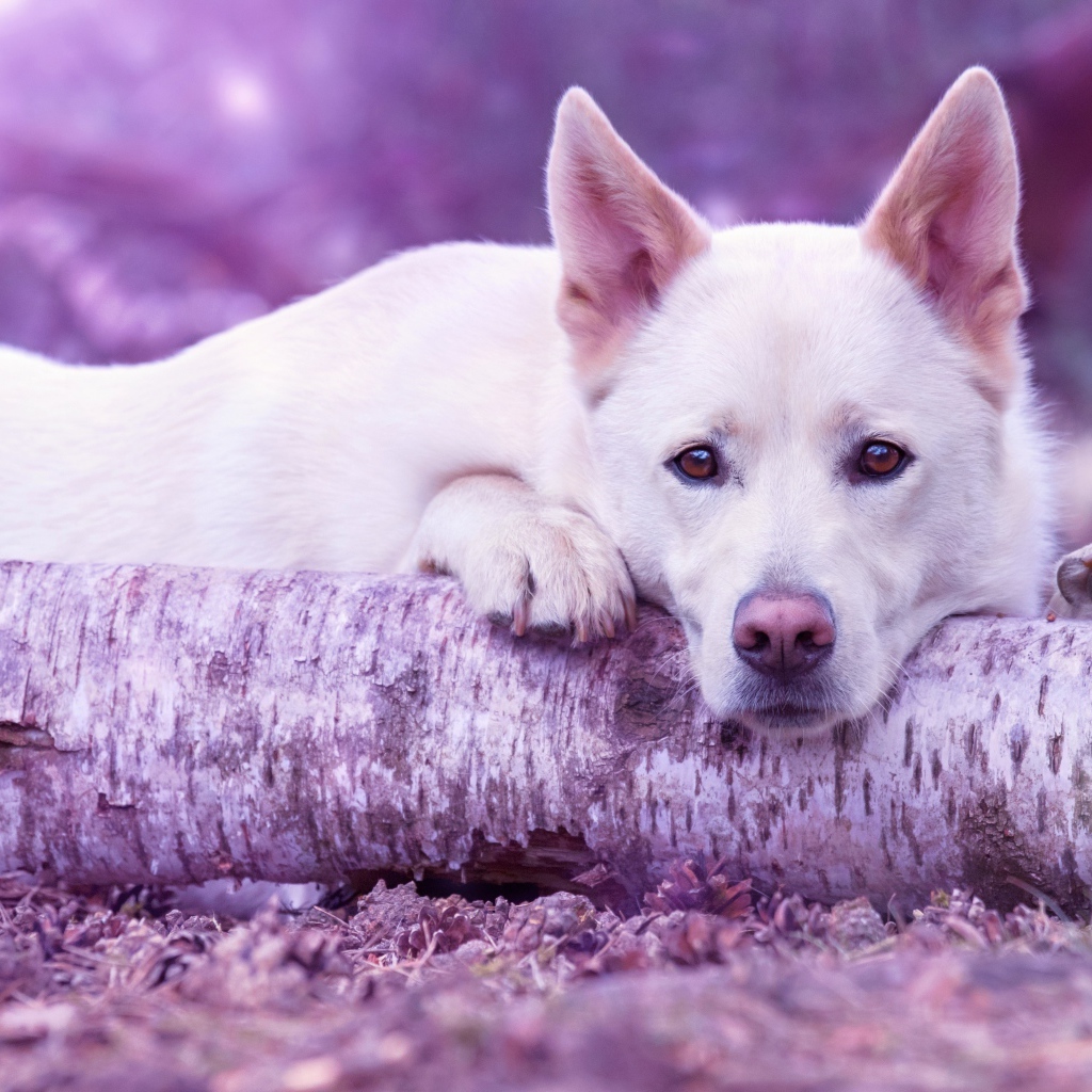 Грустная белая овчарка лежит на дереве