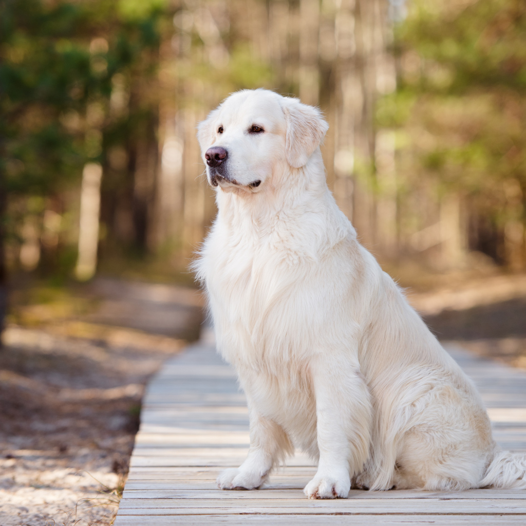 Серьезный золотистый ретривер сидит на деревянном мосту