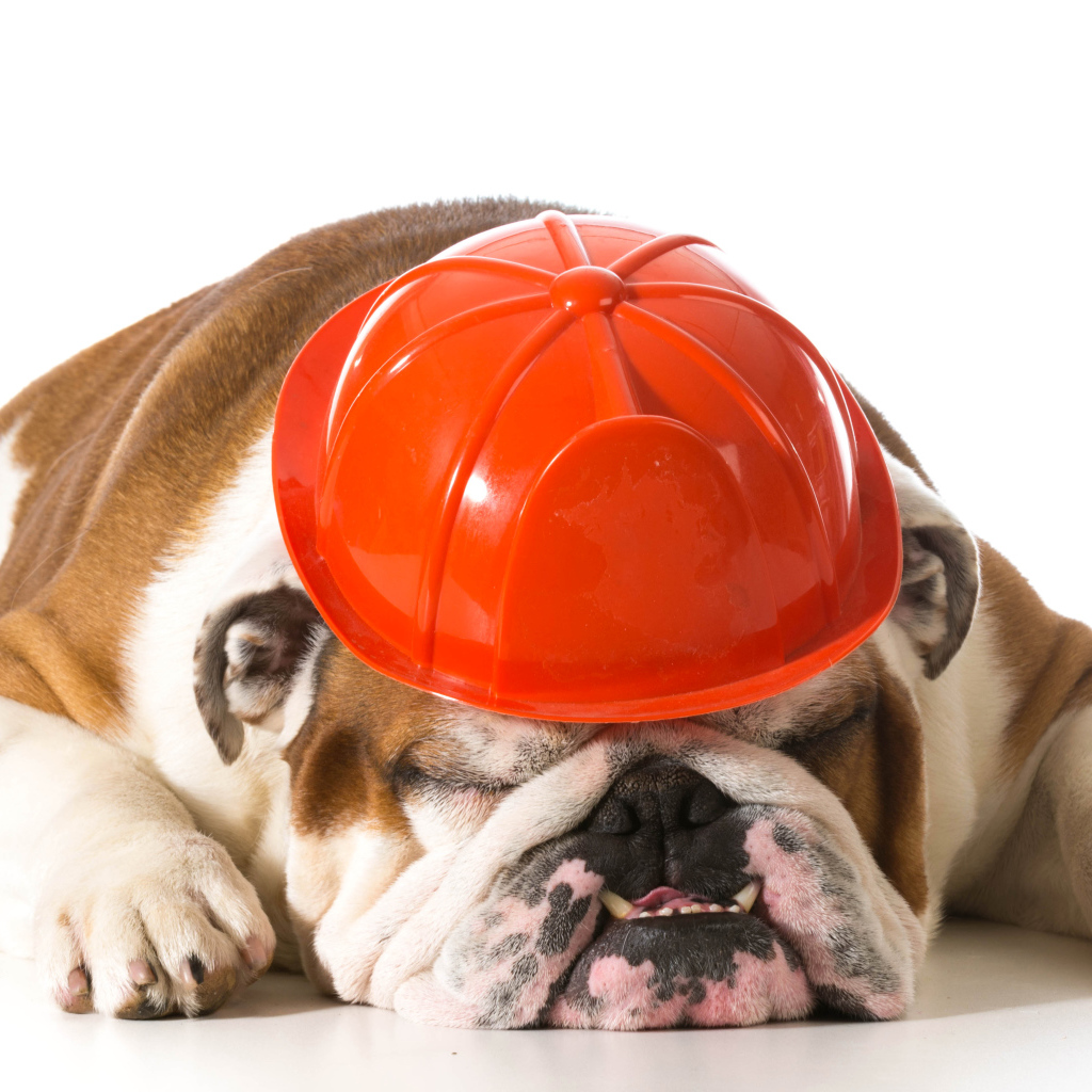 Спящий бульдог в каске на белом фоне