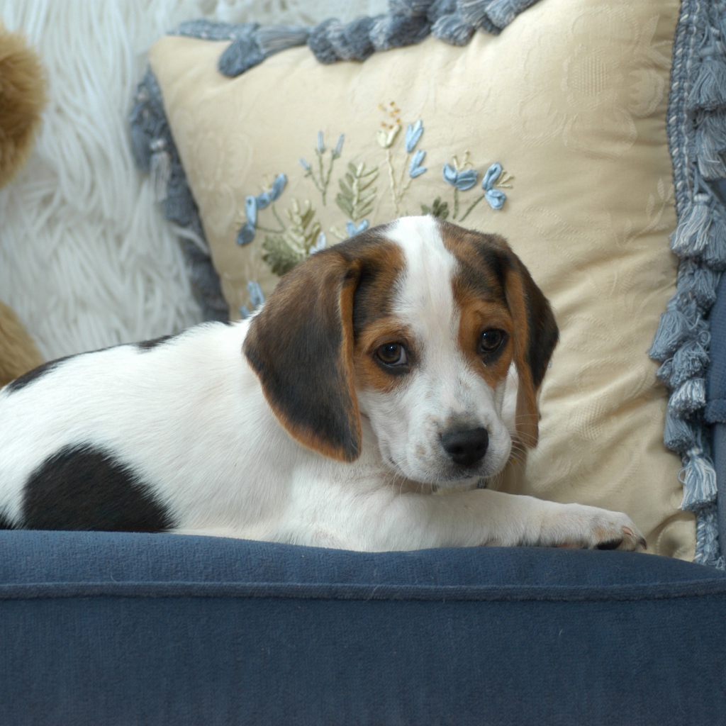 Маленький щенок бигль  лежит на диване с подушками