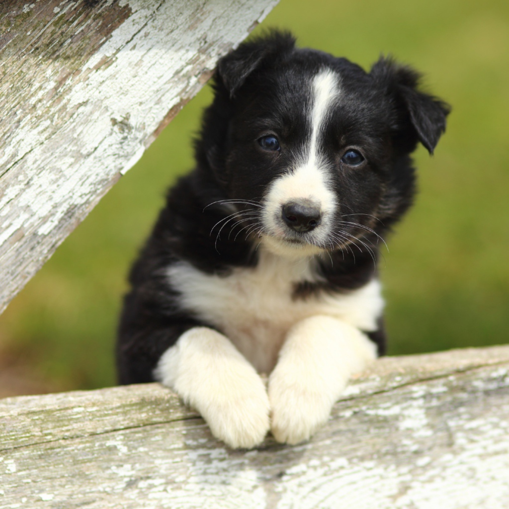 Маленький черно-белый щенок бордер-колли
