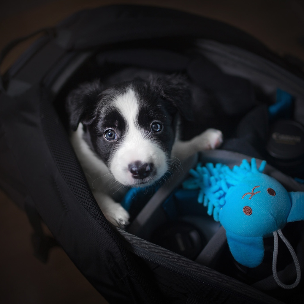 Маленький щенок сидит в сумке 