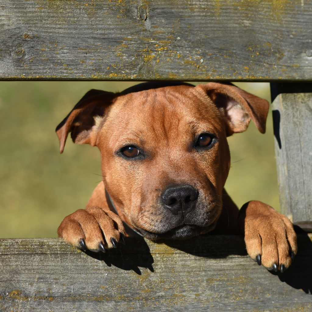 Маленький щенок породы стаффордширский бультерьер у забора