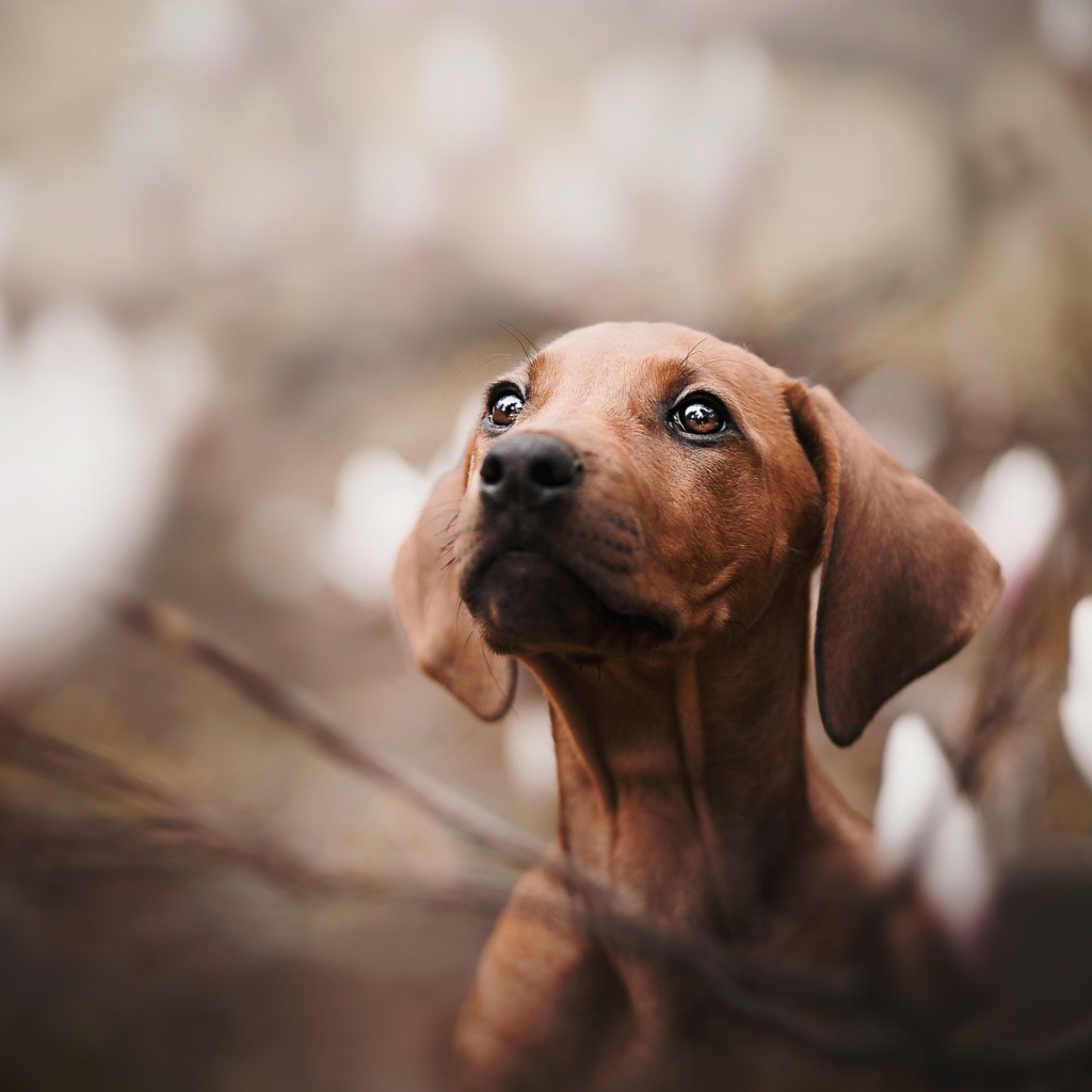 Маленькая грустная такса в розовых цветах