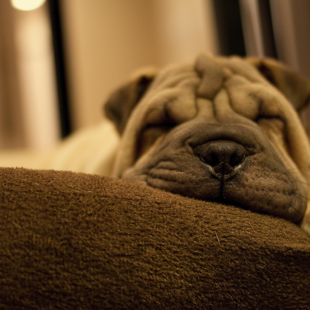 Маленький спящий щенок шарпея