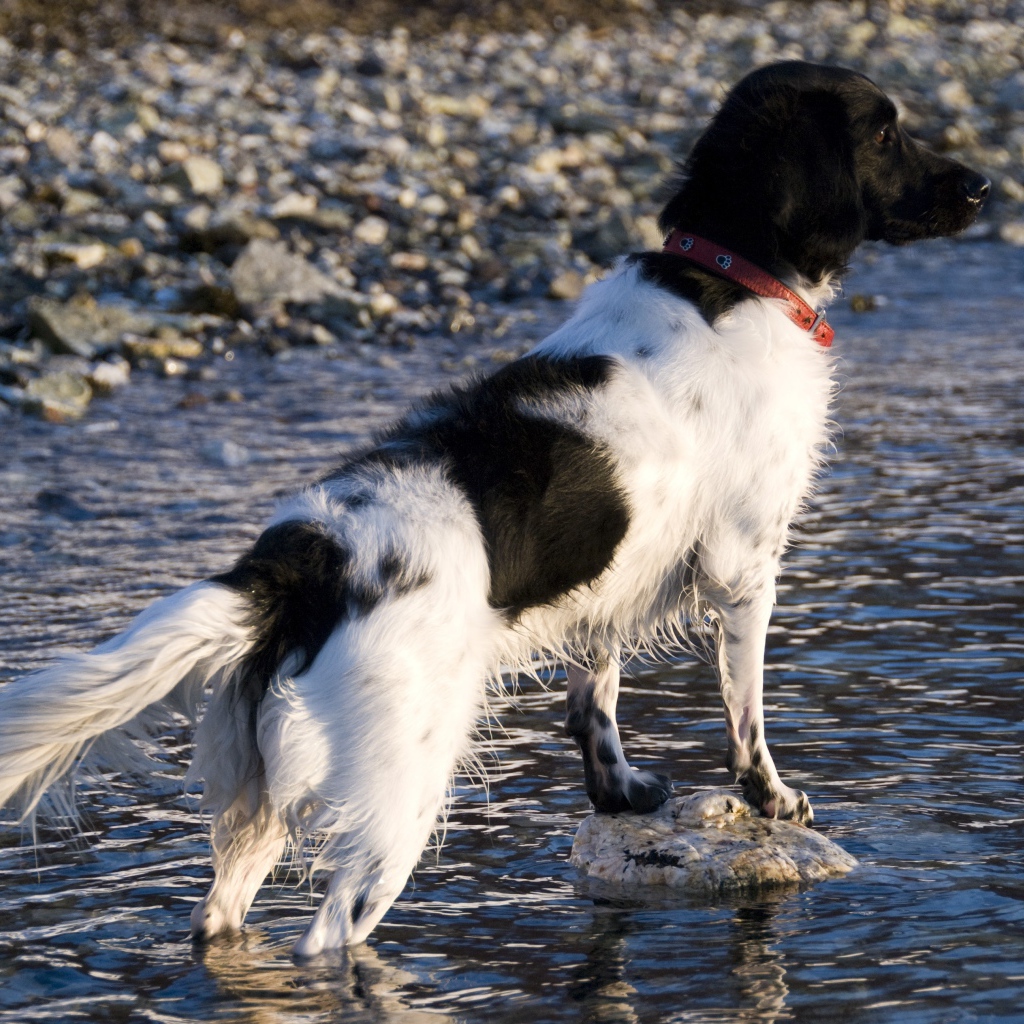 Охотничья собака породы стабихун стоит в воде