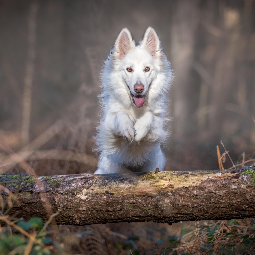 Белая овчарка перепрыгивает через упавшее дерево 