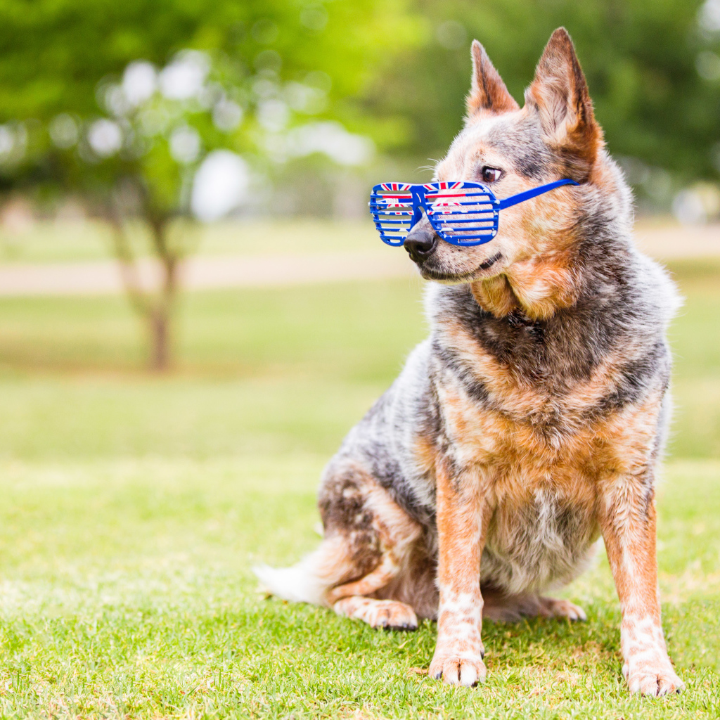 Австралийская пастушья собака  в очках на зеленой траве