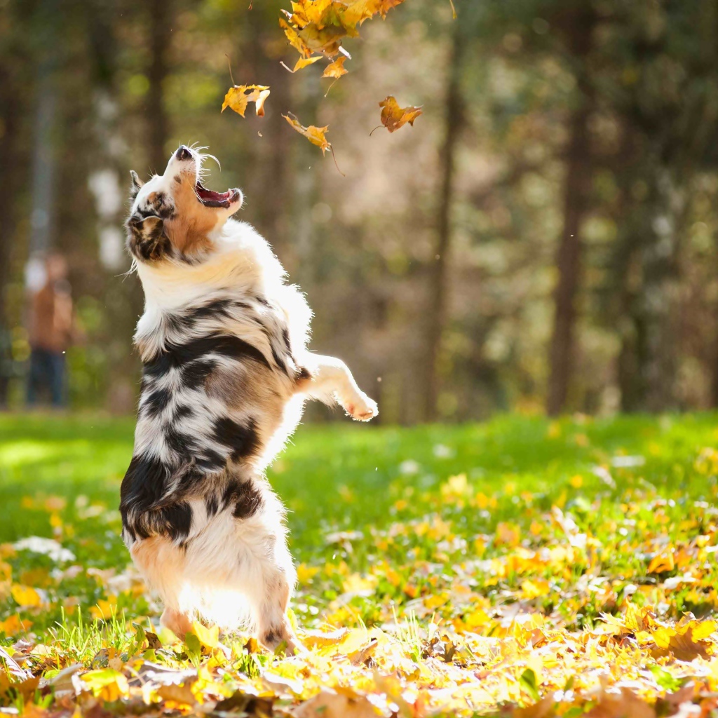 Австралийская овчарка ловит желтые листья