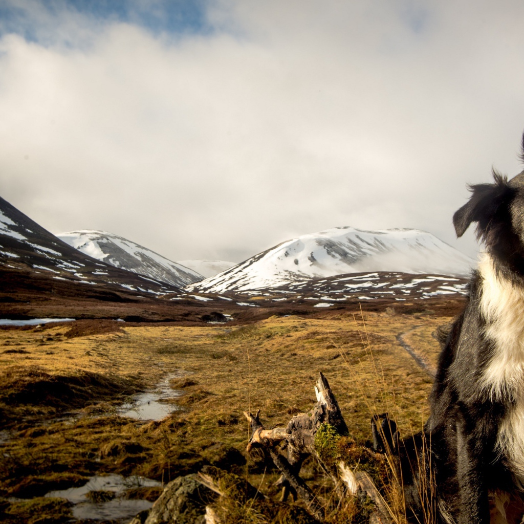 Австралийская овчарка на фоне заснеженных гор