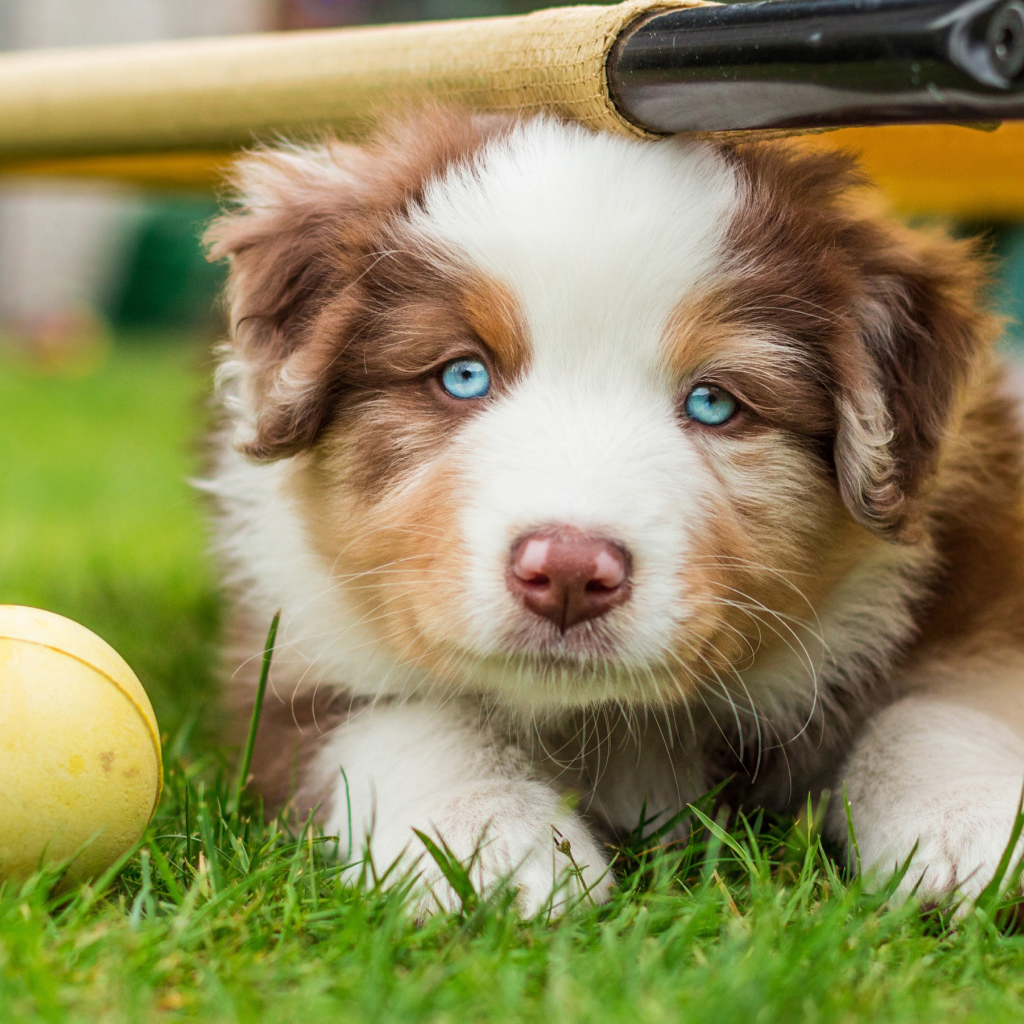 Australian Shepherd puppy with a ball on green grass