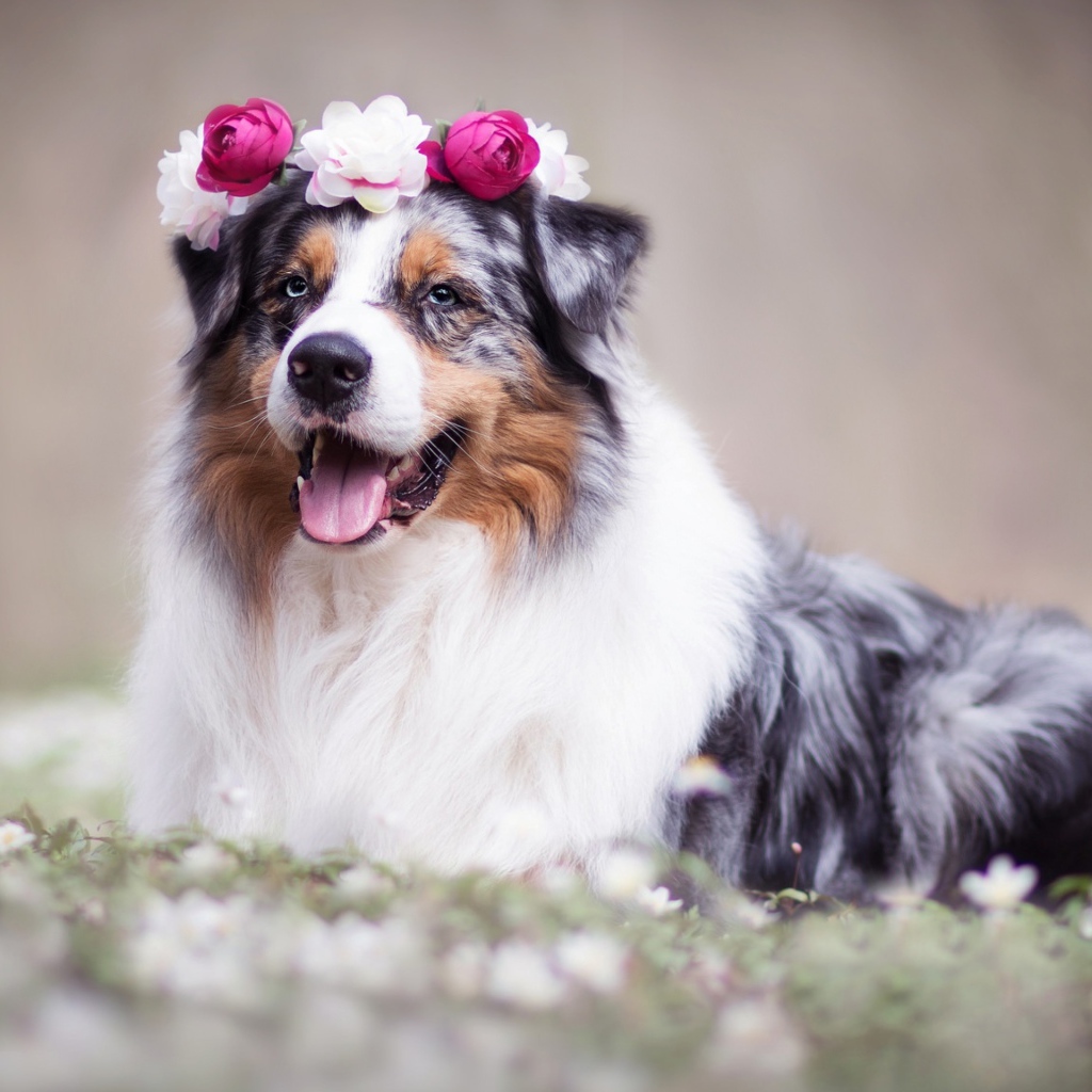 Австралийская овчарка с венком на голове 