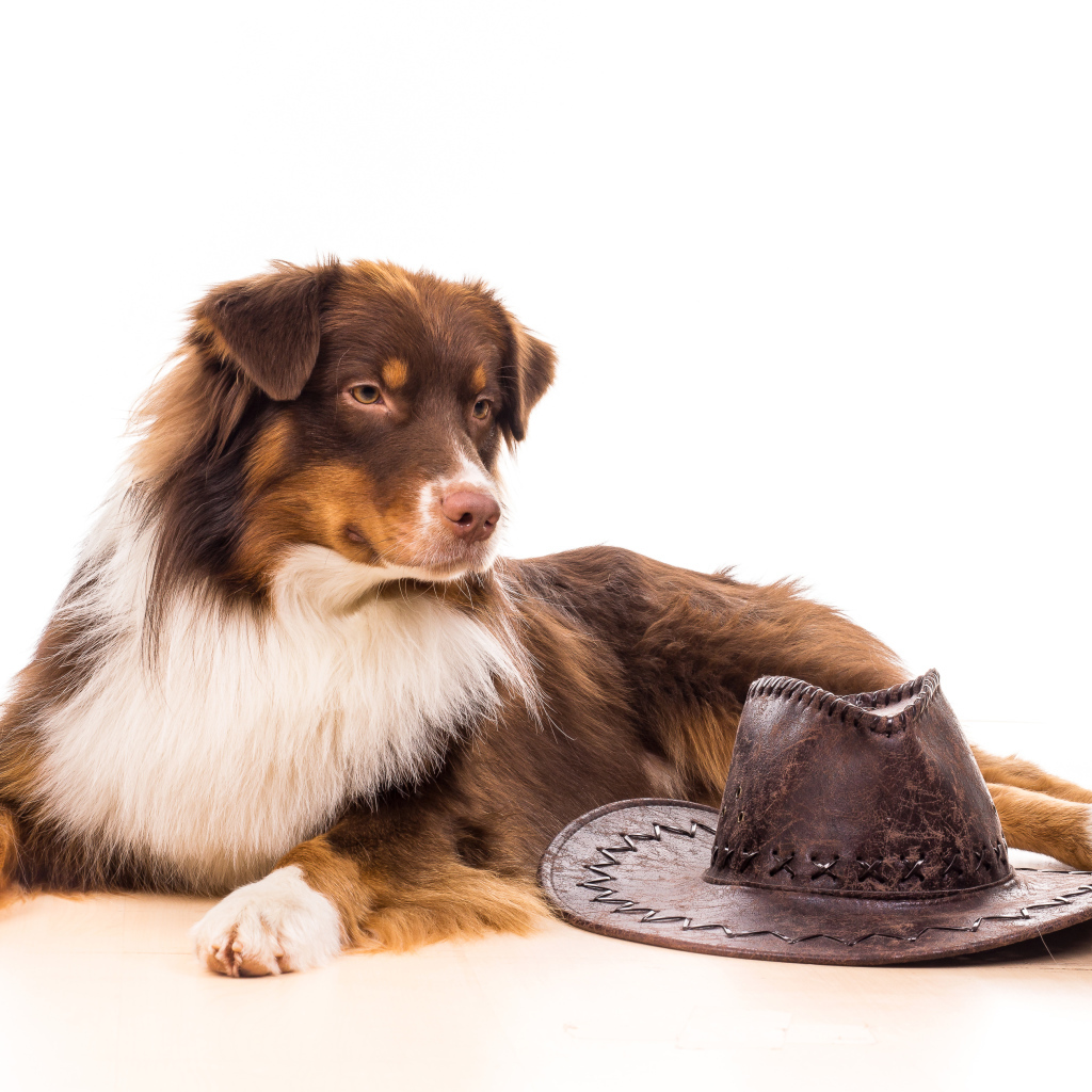 Австралийская Овчарка с ковбойской шляпой на белом фоне