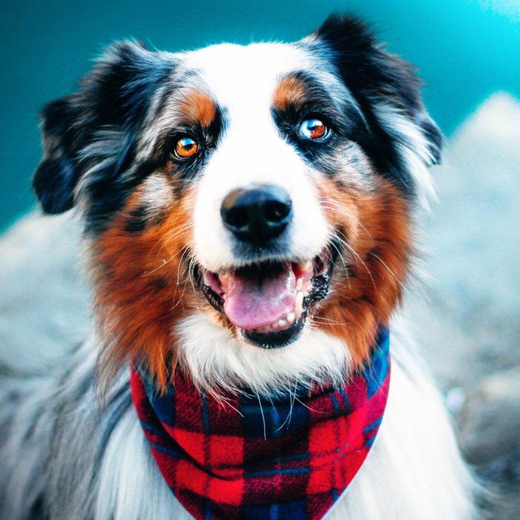 Австралийская овчарка с высунутым языком