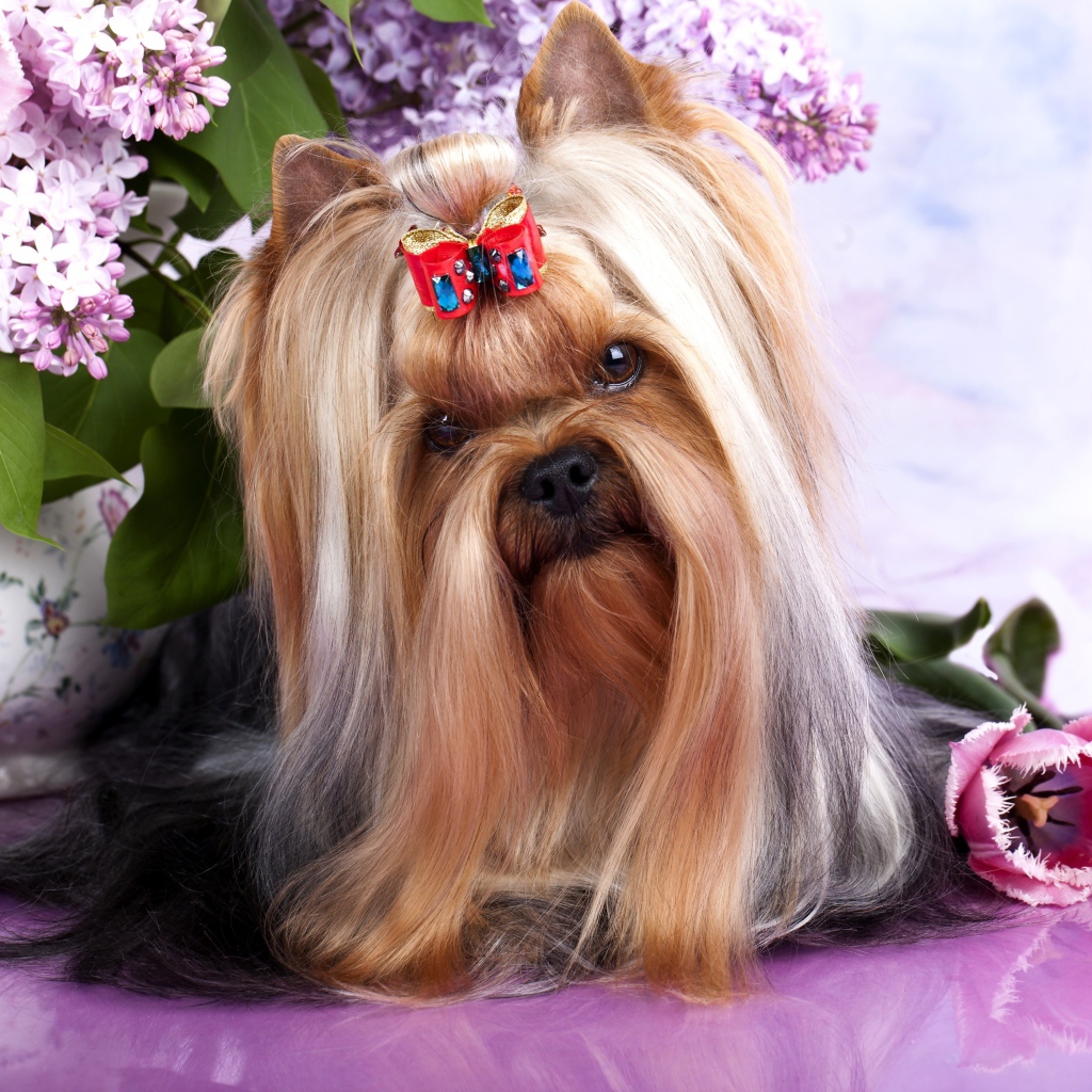 Австралийский шелковистый терьер с цветами сирени и тюльпанами