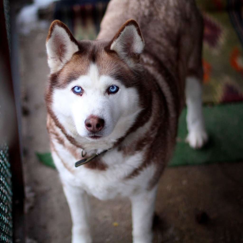 Красивый голубоглазый хаски