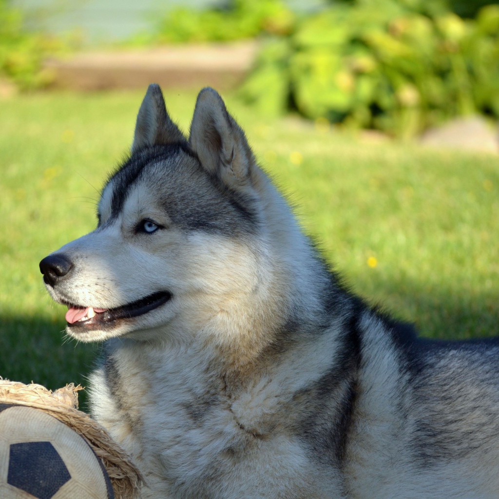 Красивый голубоглазый хаски лежит на зеленой траве