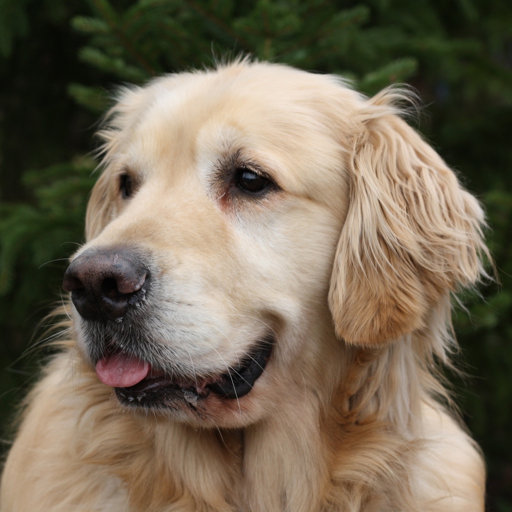Красивый золотистый ретривер с высунутым языком