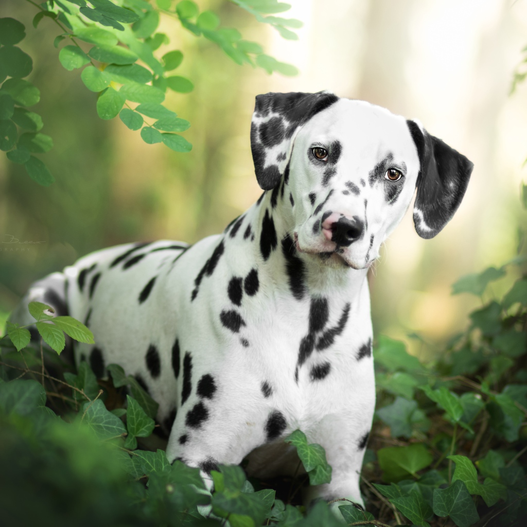 Beautiful spotted dalmatian in green leaves