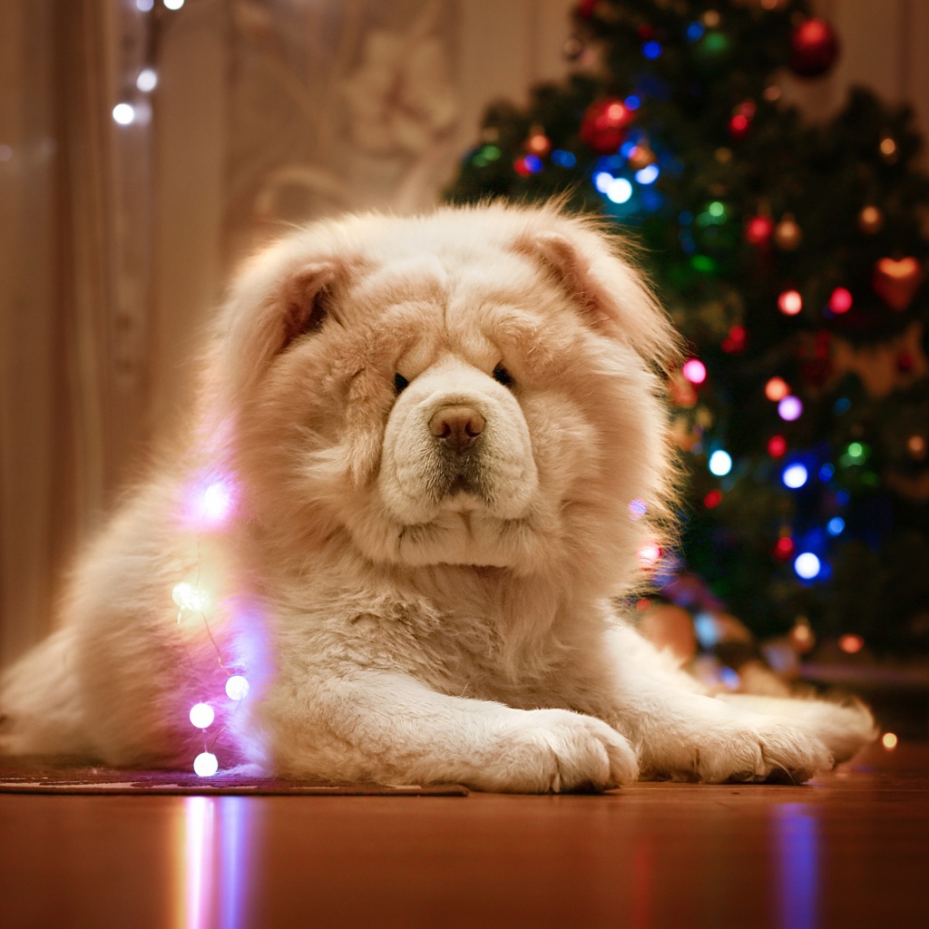 Большой красивый пес породы чау чау