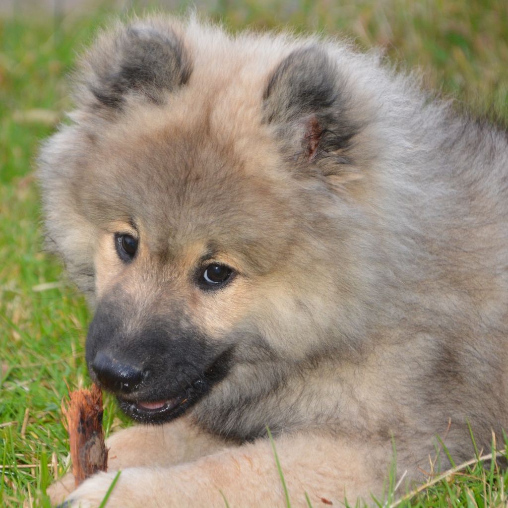 Большой пушистый щенок грызет палку на зеленой траве