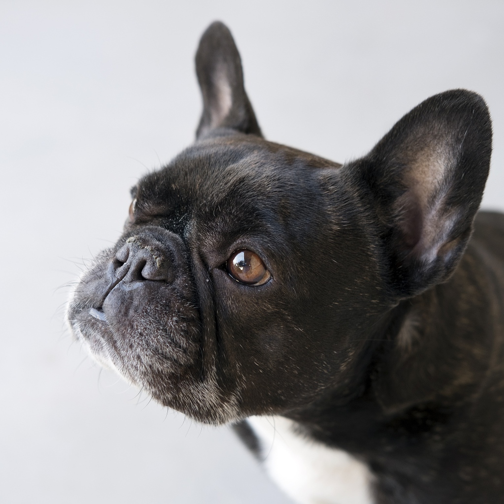 Черный французский бульдог на сером фоне