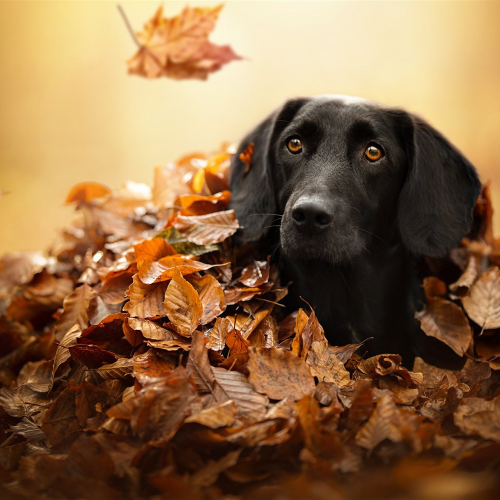 Черный лабрадор сидит в сухой опавшей листве