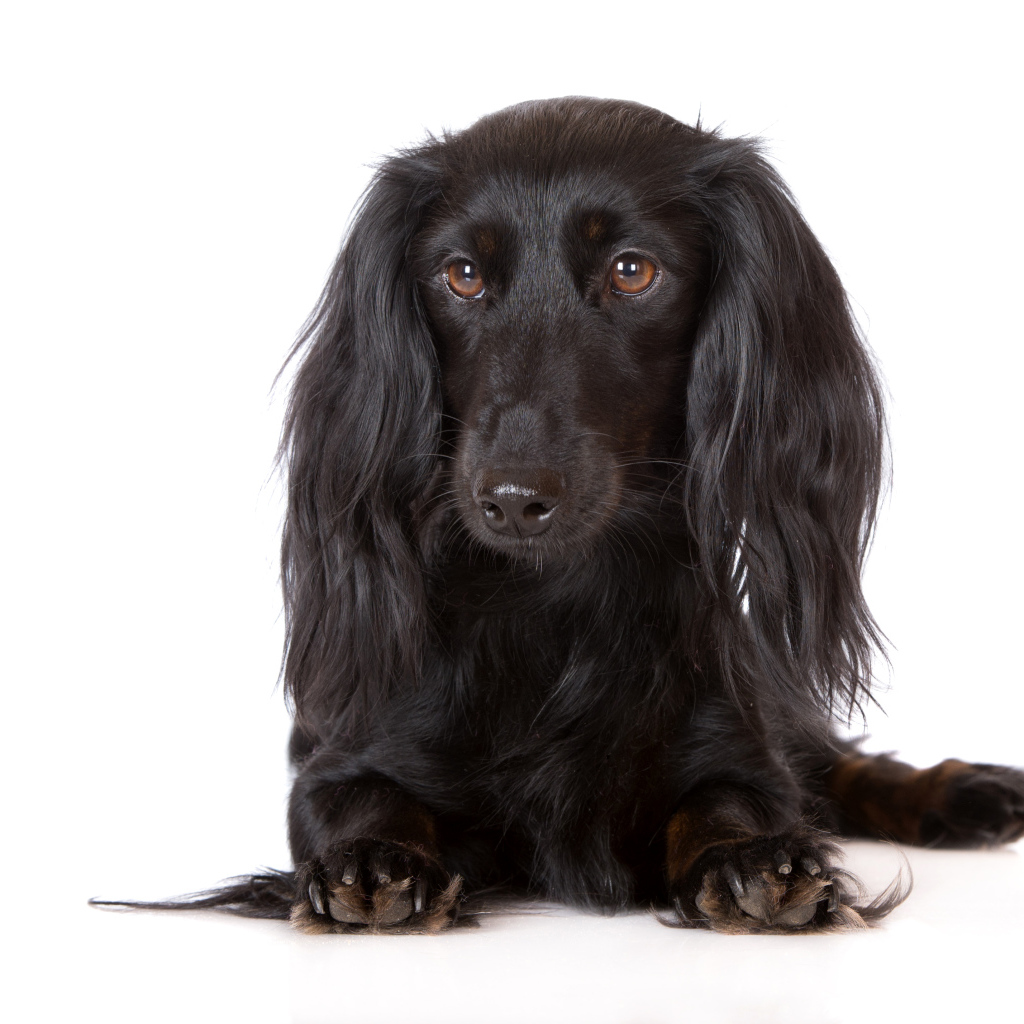 Черная такса на белом фоне