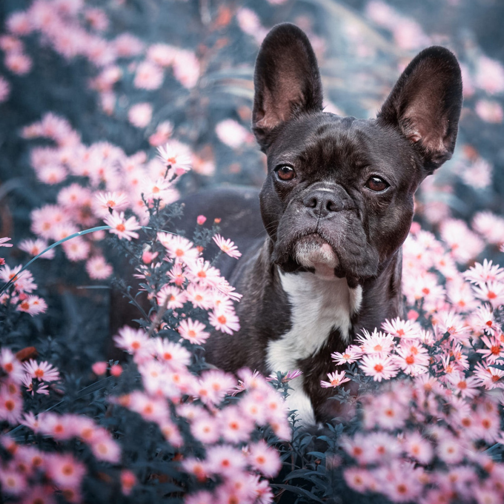 Черный французский бульдог сидит в цветах 