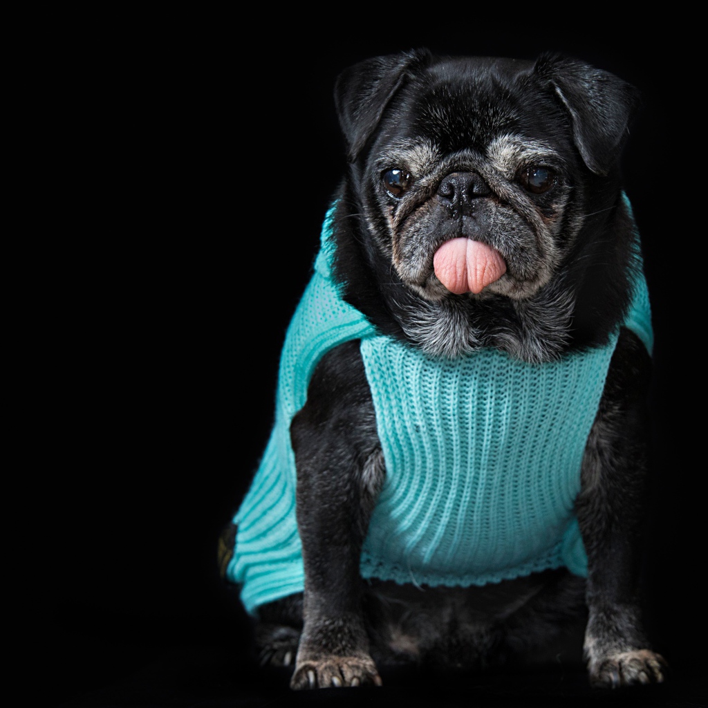 Черный мопс в свитере с высунутым языком