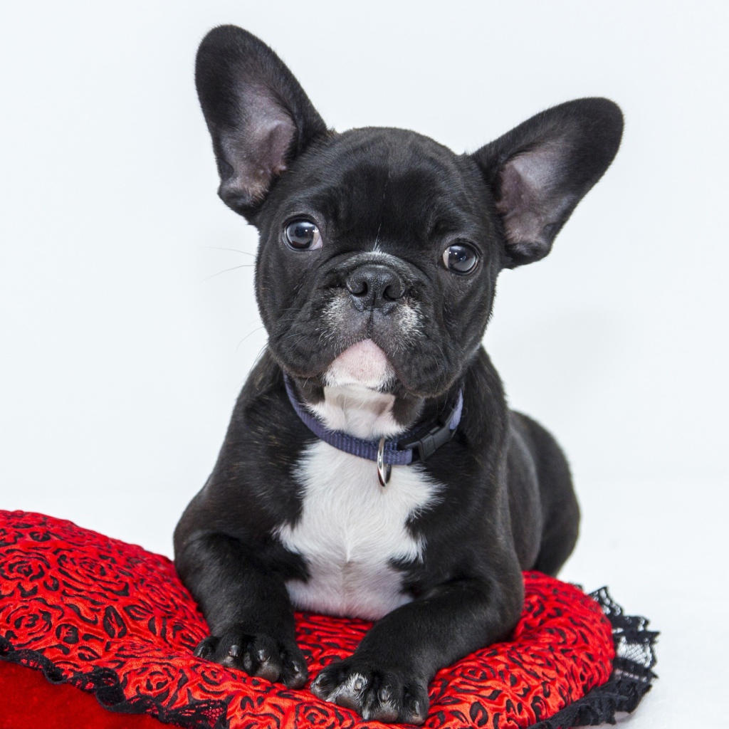 Черный щенок французского бульдога лежит на красной подушке в форме сердца 