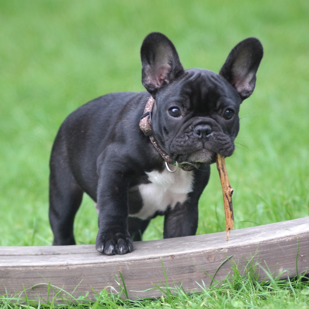 Черный щенок французского бульдога с палкой в зубах 