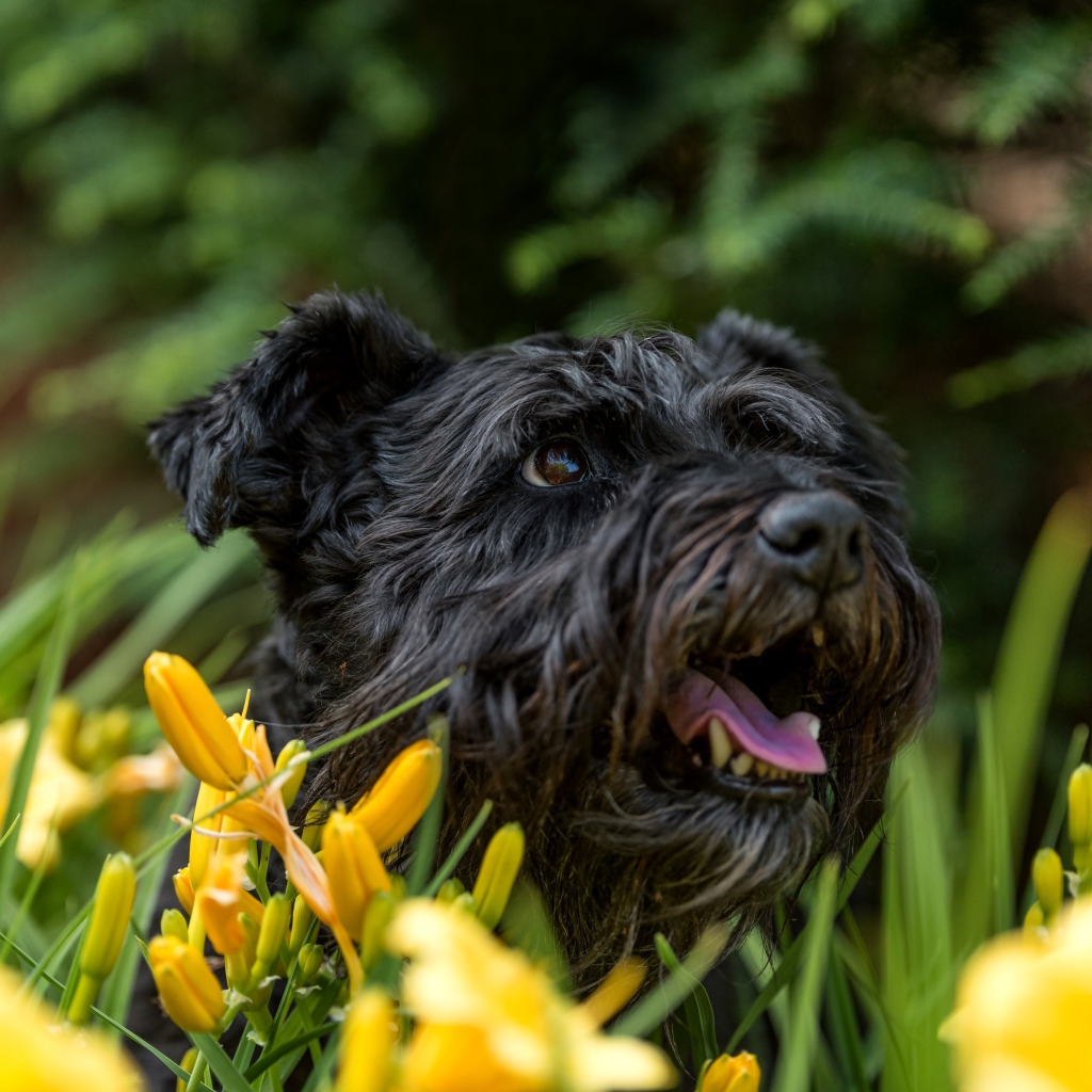 Черный лохматый пес сидит в желтых лилиях