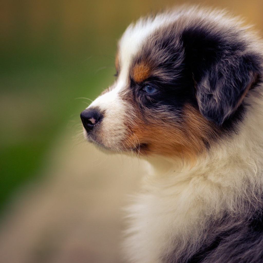 Голубоглазый щенок австралийской овчарки