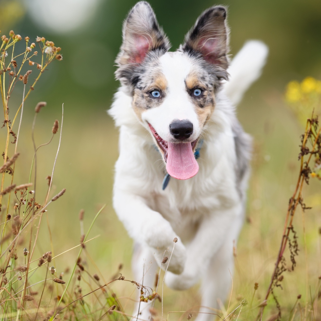 Голубоглазая собака породы бордер колли с высунутым языком бежит по траве