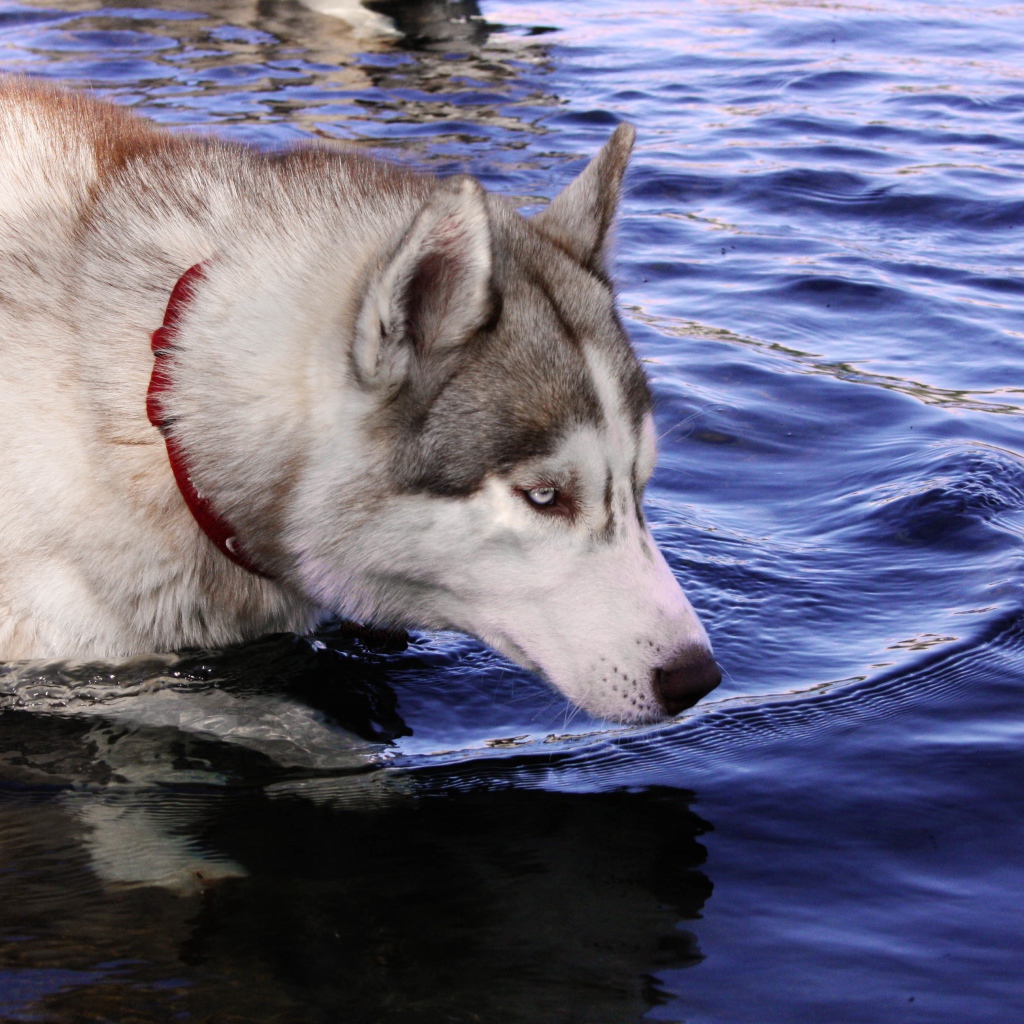 Голубоглазый хаски стоит в воде