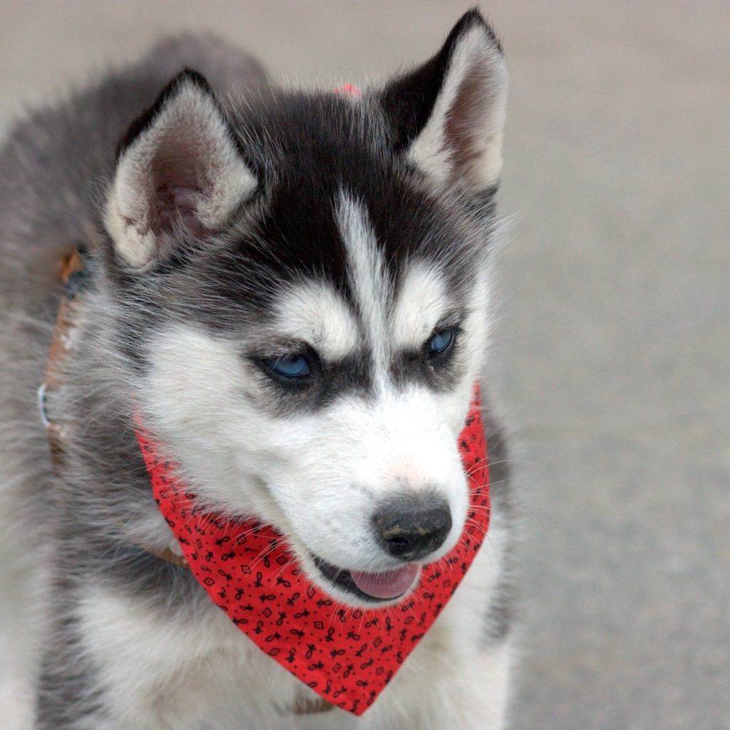 Голубоглазый щенок хаски с красным платком на шее