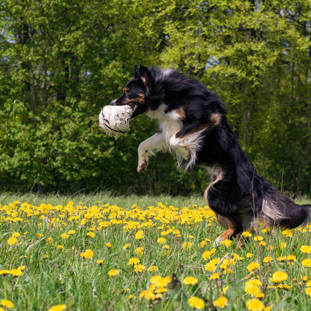 Border collie breed dog with a ball in his teeth jumping on the field with yellow dandelions