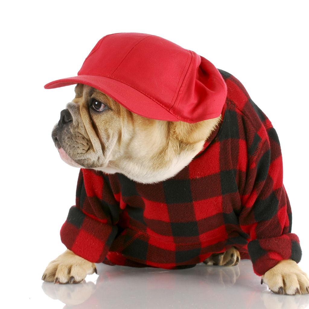 Бульдог в бейсболке на белом фоне