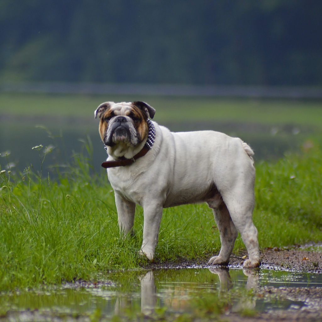 Бульдог гуляет по лужам летом