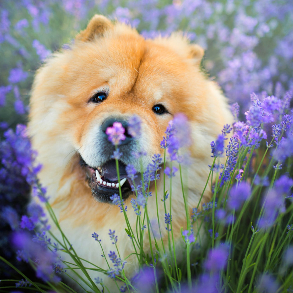 Веселый пес породы чау чау в фиолетовых цветах