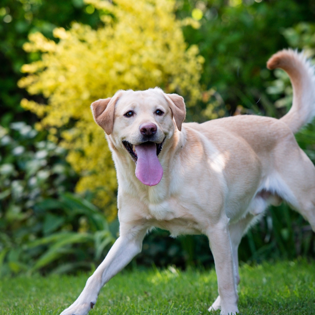 Веселый золотистый ретривер с высунутым языком 
