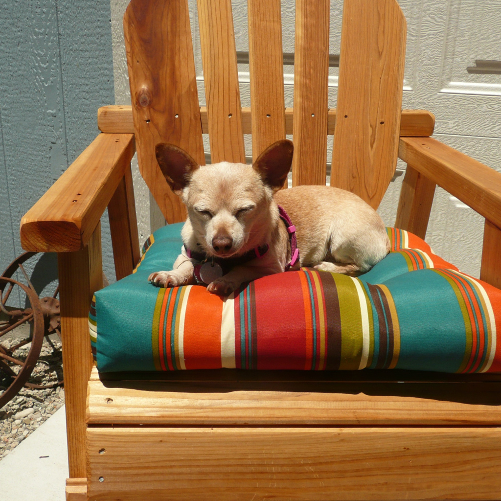 Чихуахуа спит в кресле