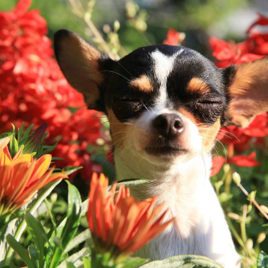 Собака породы чихуахуа с закрытыми глазами в цветах 