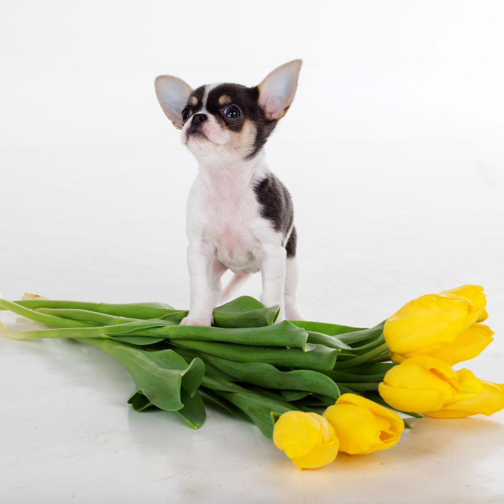 Щенок чихуахуа с букетом желтых тюльпанов на сером фоне
