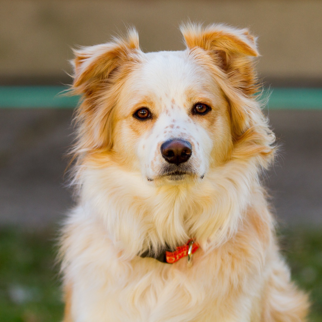 Умная собака с ошейником