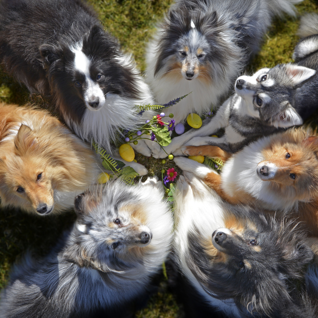 Собаки породы колли смотрят вверх