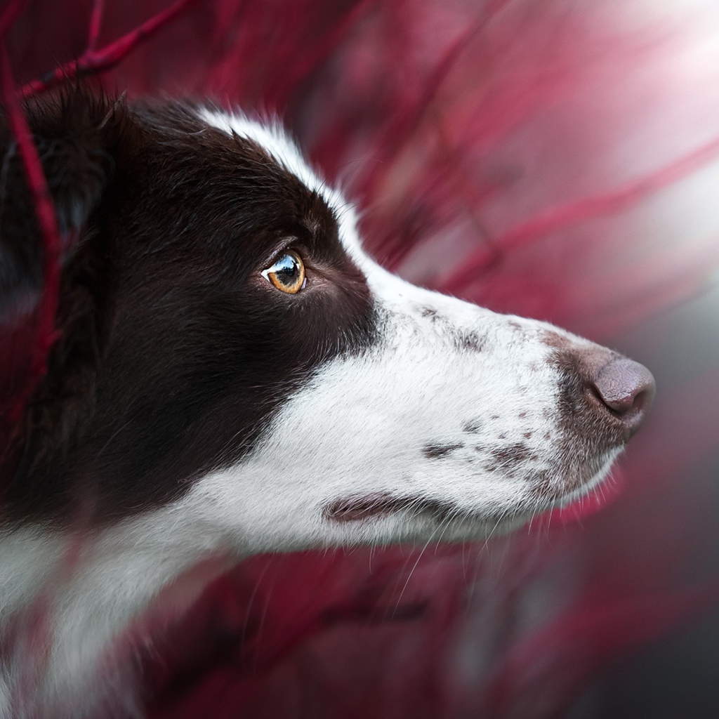 Любопытный взгляд  собаки породы бордер колли